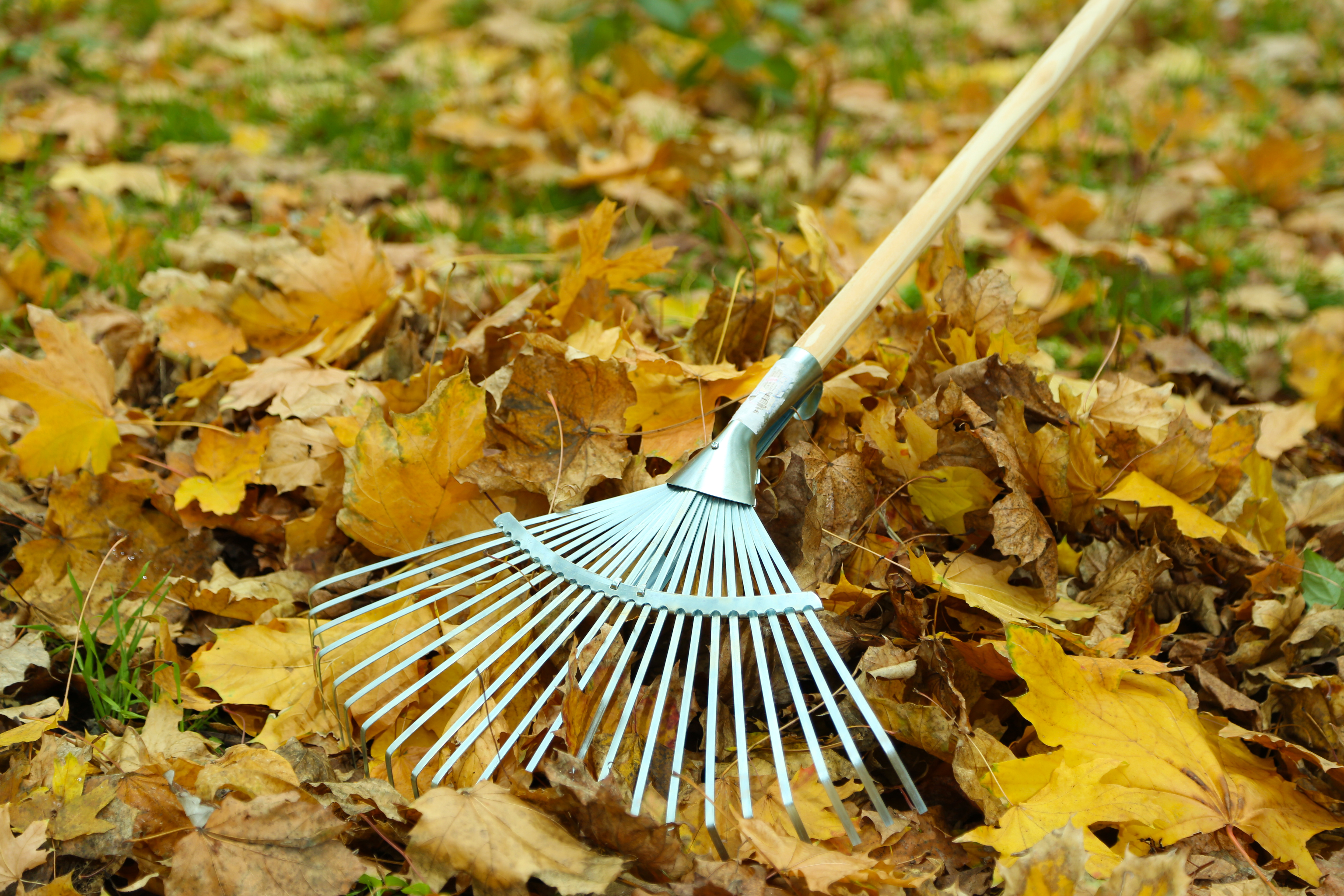 lawn company raking leaves in Creve Coeur Mo